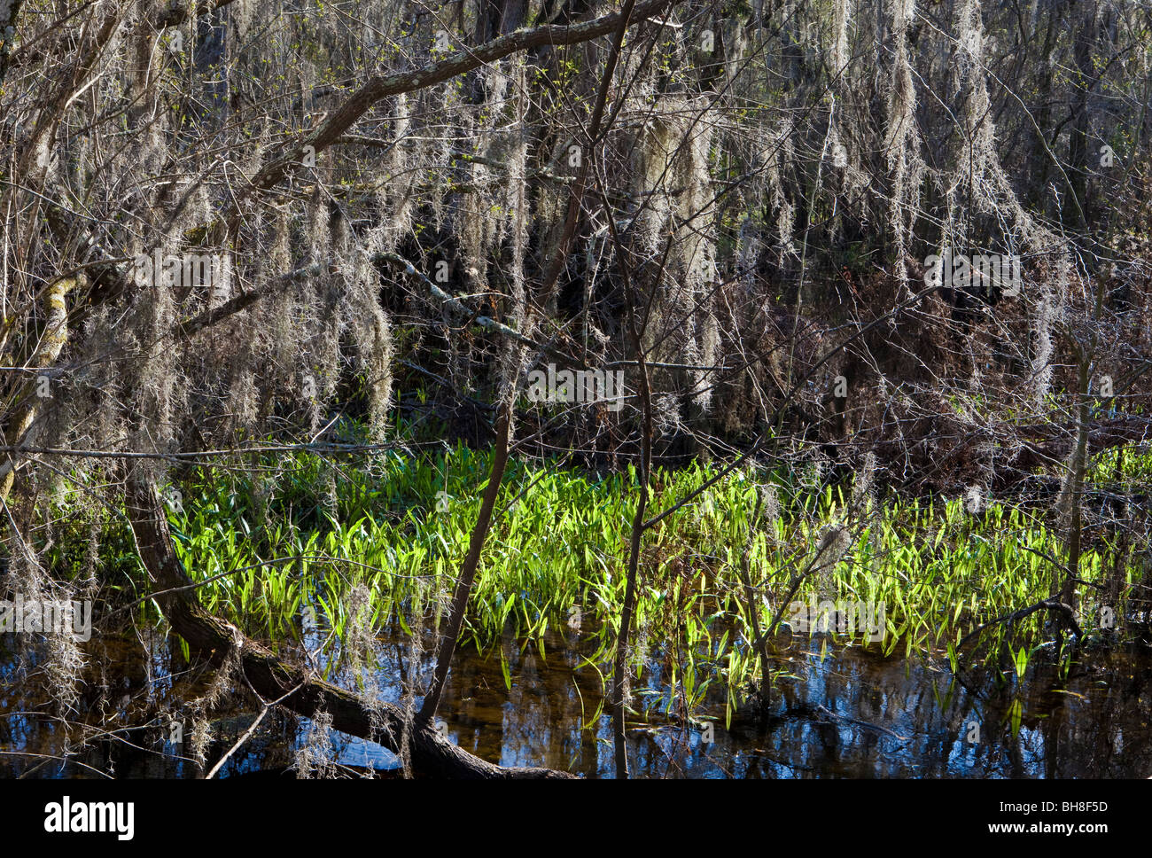 Swamp, Lettuce Lake Park, Tampa, Florida Stock Photo Alamy