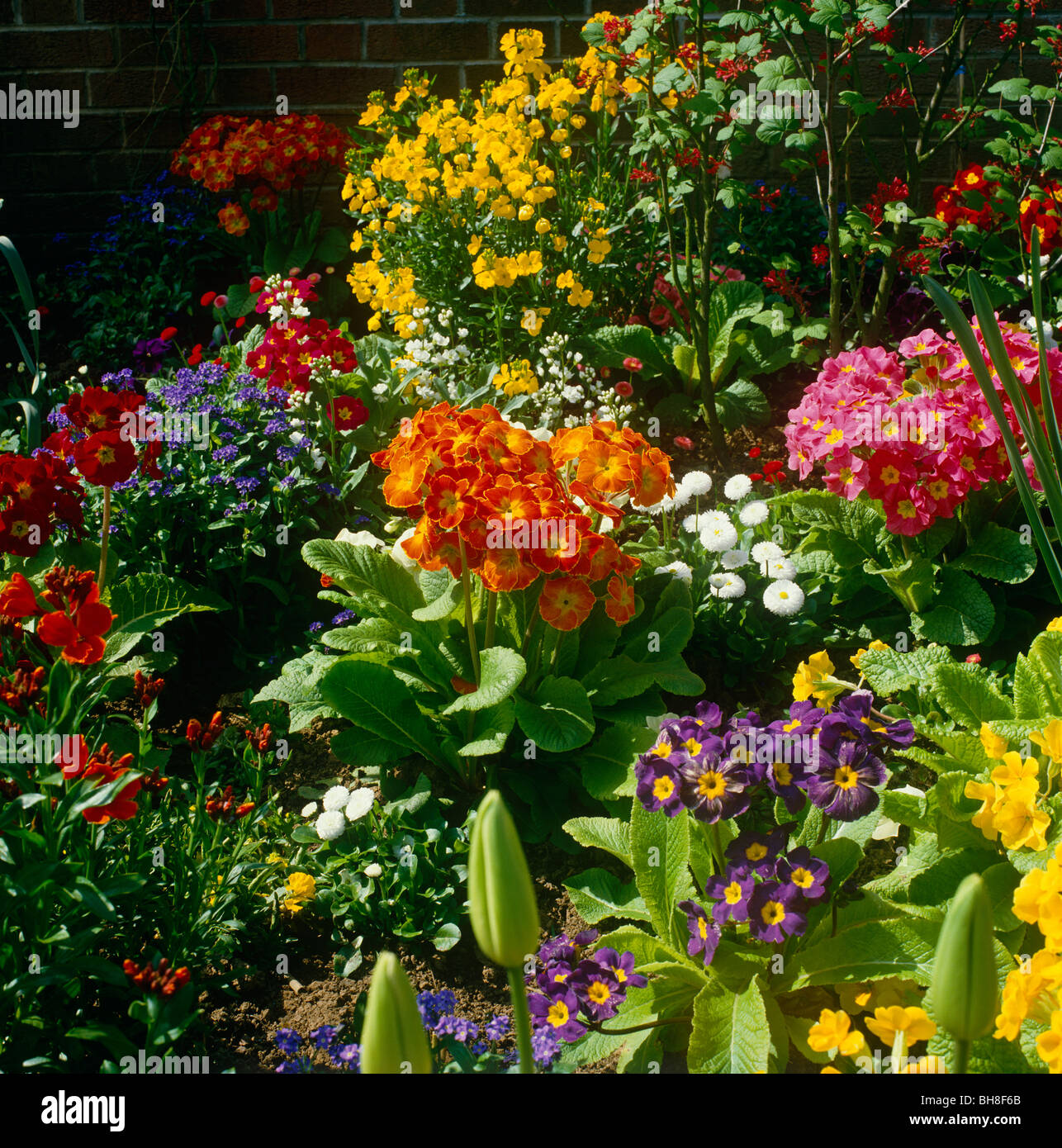 Bed multi colored flowers hi-res stock photography and images - Alamy