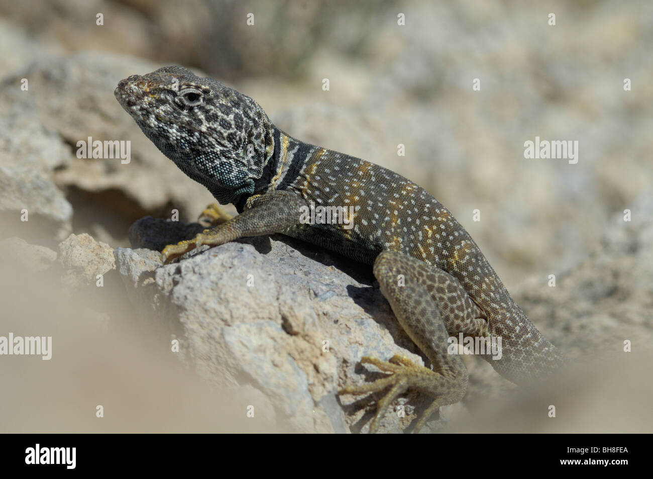 Common collared lizard (Crotaphytus collaris Stock Photo Alamy