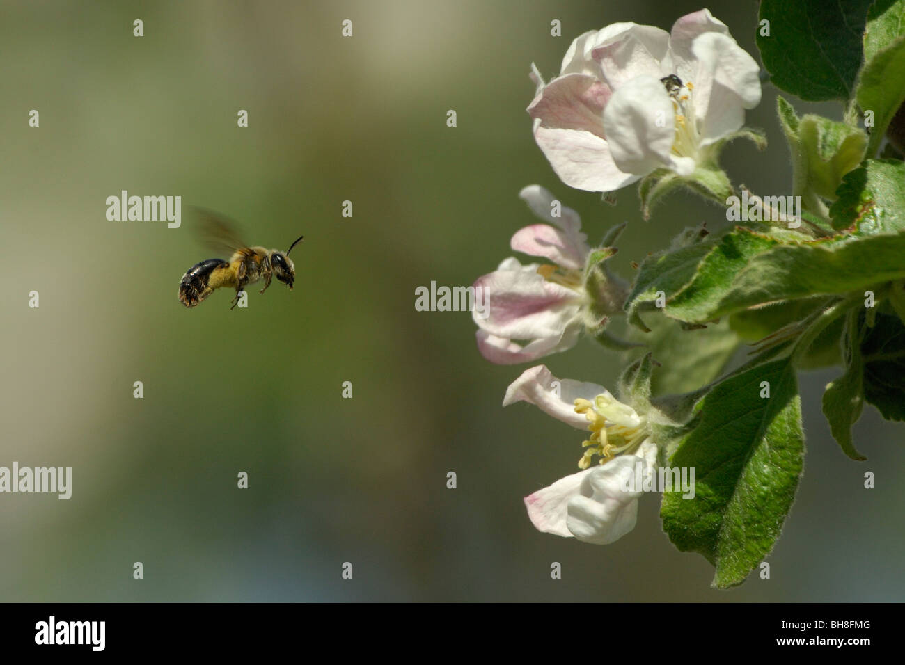 Insect flying to feed on flower nectar Stock Photo