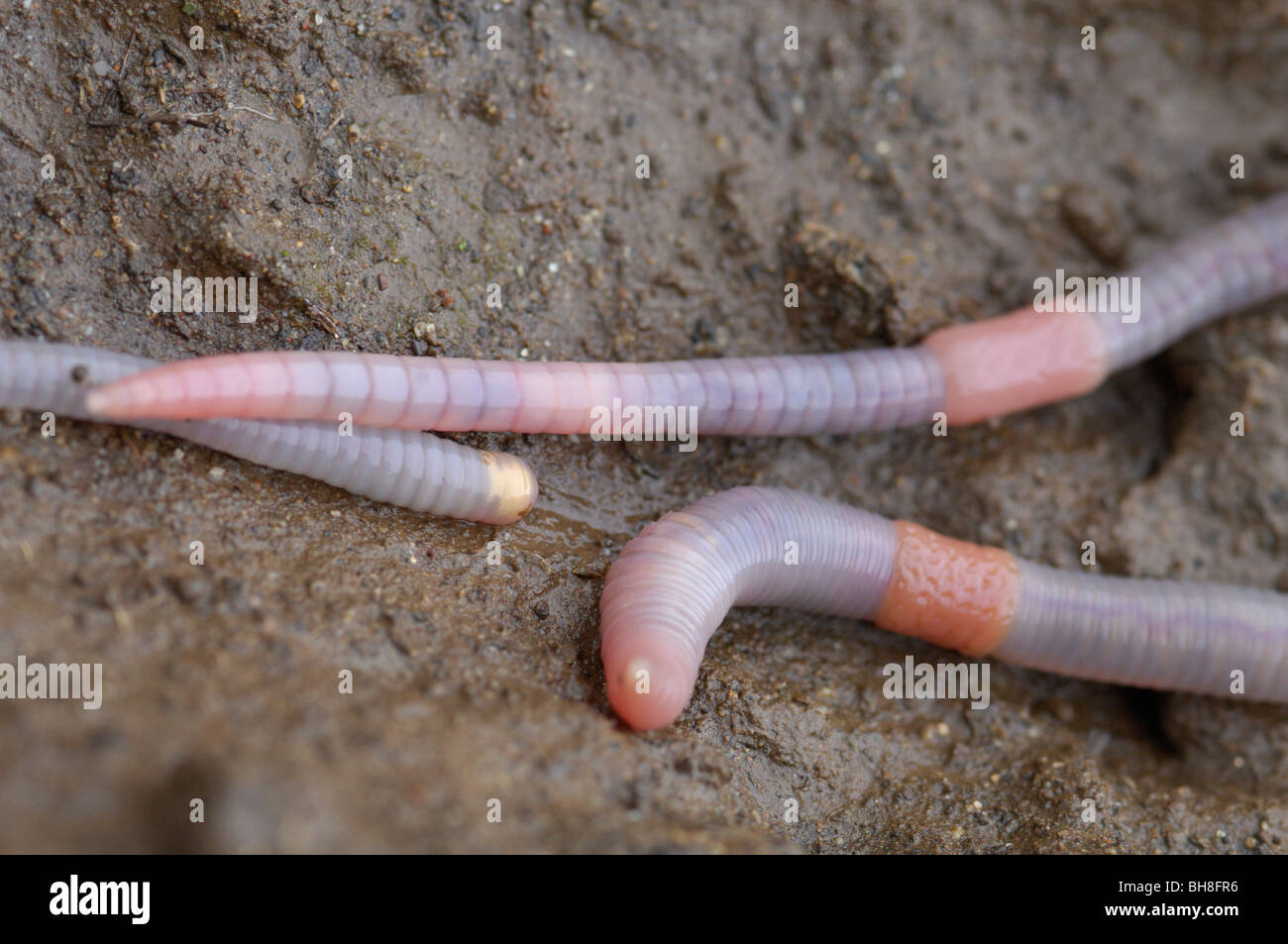 Worm, earthworm Stock Photo