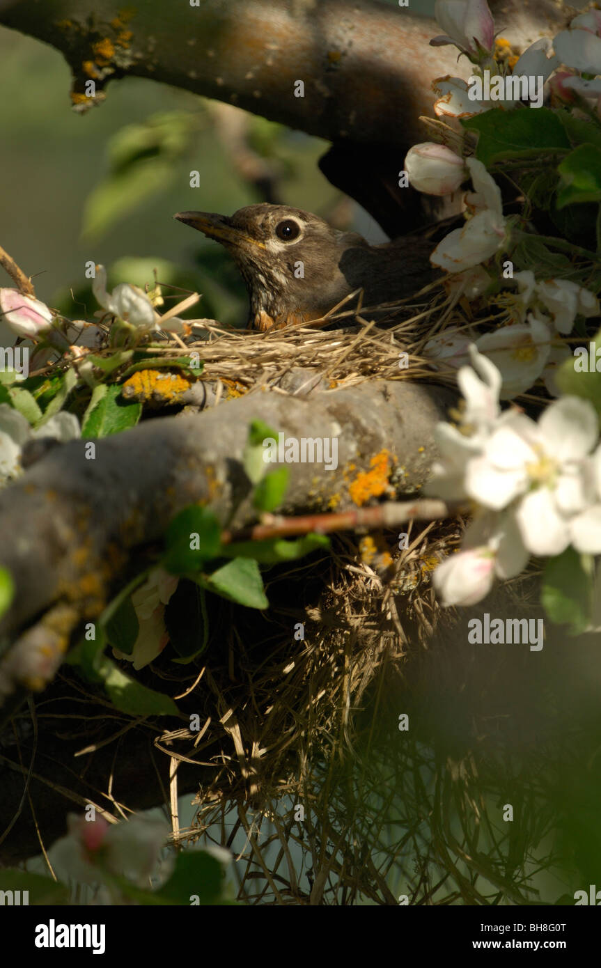 American robin (Turdus migratorius) nesting Stock Photo