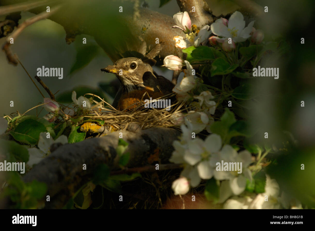 American robin (Turdus migratorius) nesting Stock Photo