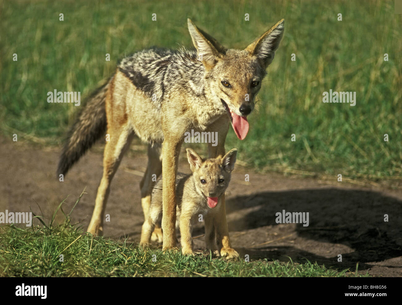 Female Black backed Jackal with pup moving on hot afternoon  from old den to a new one Masai Mara National Reserve Kenya Africa Stock Photo