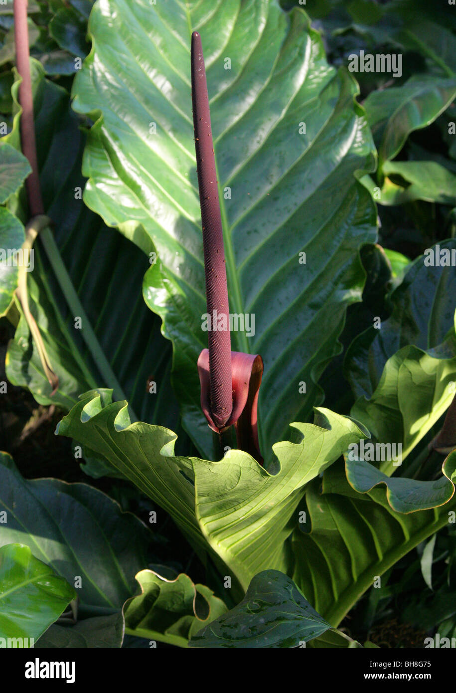 Anthurium jenmanii, Araceae, Trinidad-Tobago to Brazil, Surinam, Venezuela, South America. Syn A. englerianum, A. trinitatis. Stock Photo