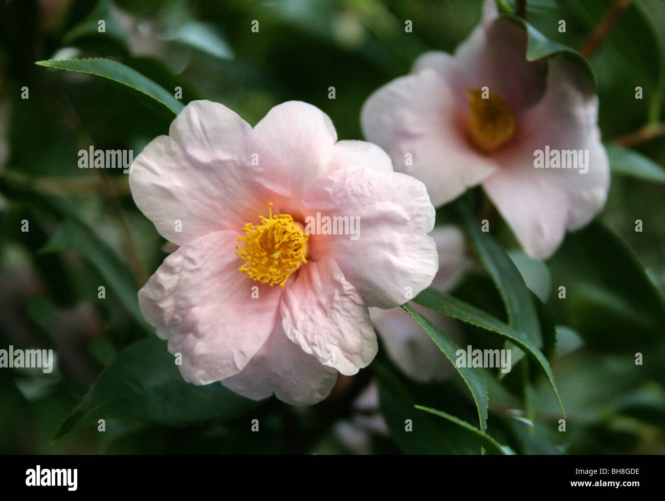 Camellia saluensis, Theaceae, China, Asia Stock Photo