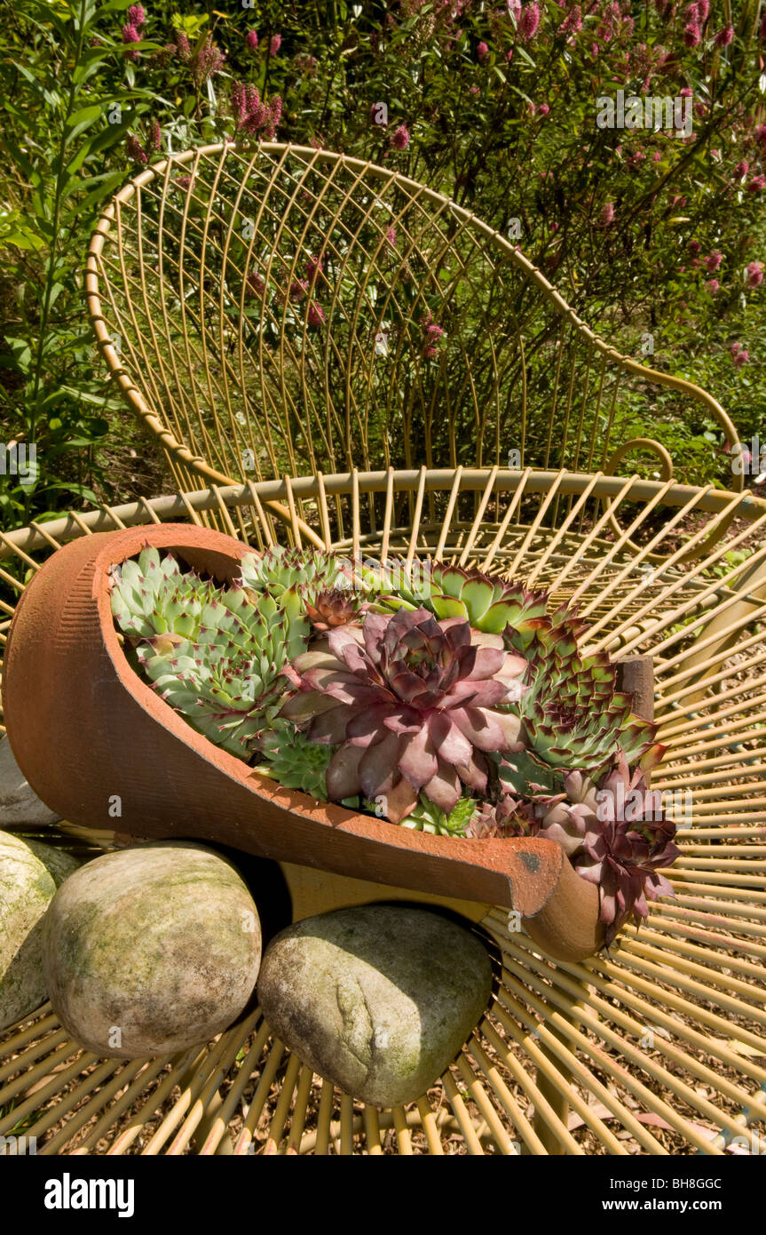 Garden still life with succulent plants growing in a plant pot on a garden table Stock Photo