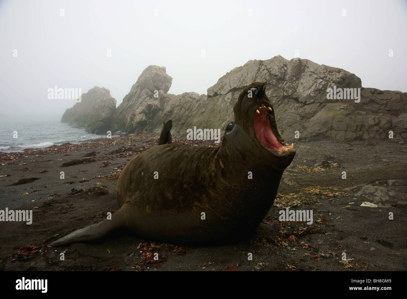 A seal lying on beach Stock Photo - Alamy