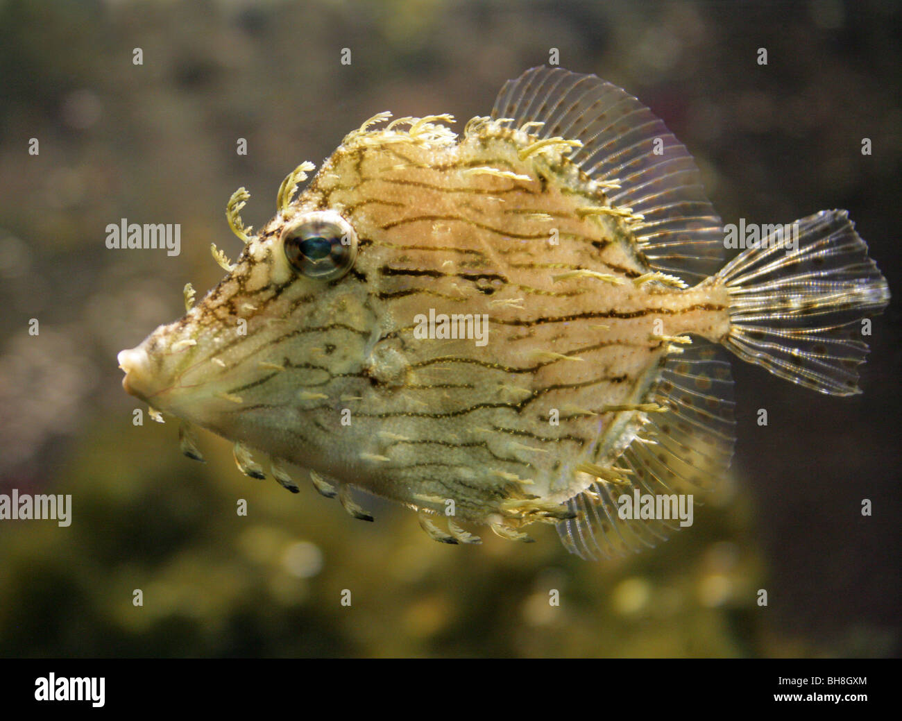 Hairy File Fish, Chaetodermis penicilligerus, Indonesia. Stock Photo