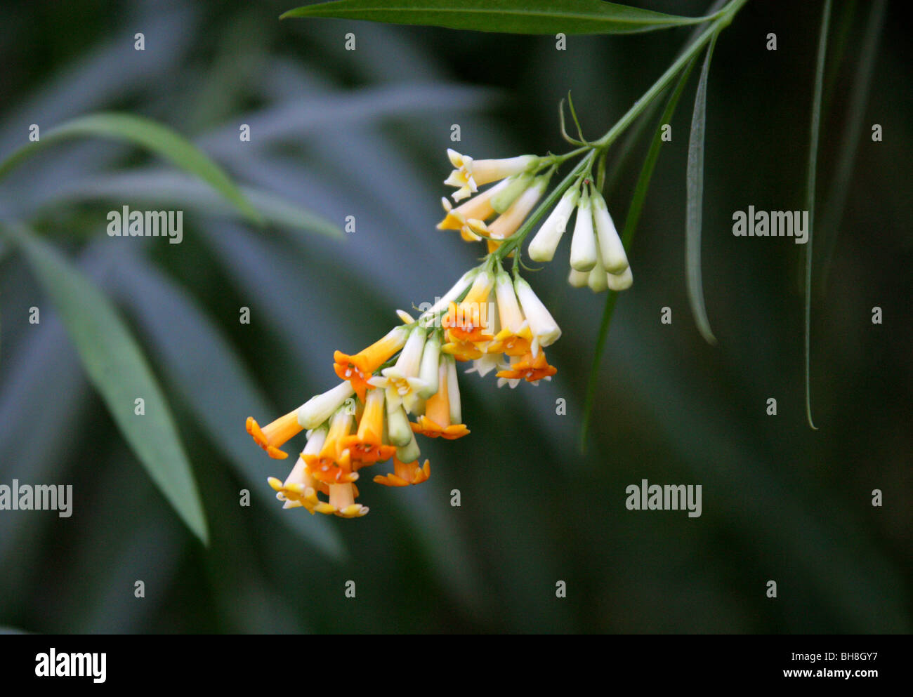 Honeybell Bush or Honeybell Bush, Freylinia lanceolata, Scrophulariaceae, South Africa Stock