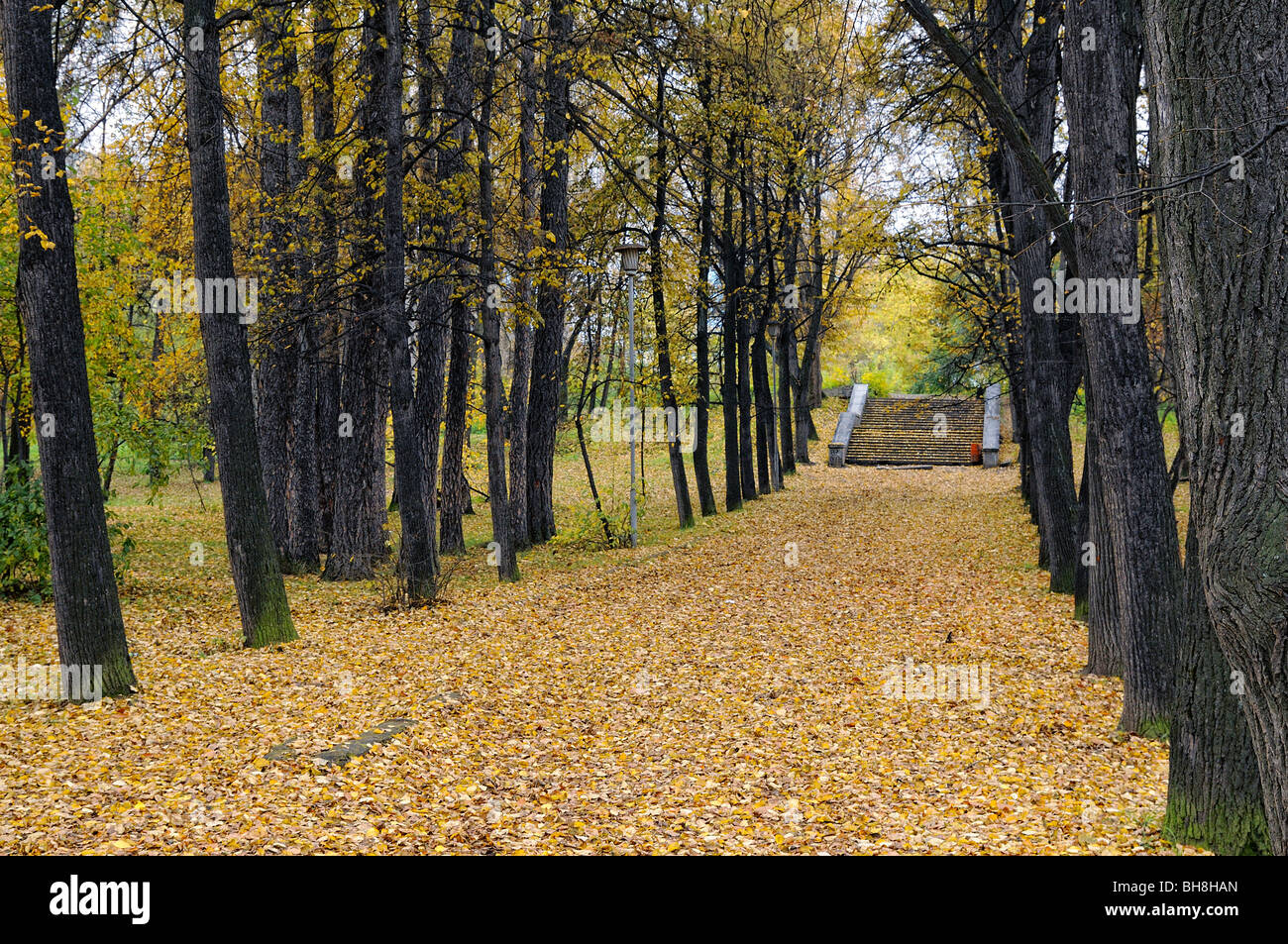 Path covered with fallen leaves in the autumn park. Ekaterinburg city series. Stock Photo