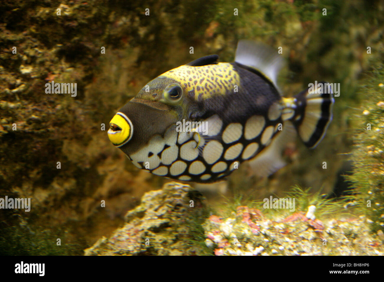 Clown Triggerfish or Leopard Fish, Balistoides conspicillum, Balistidae, Tetraodontiformes Stock Photo