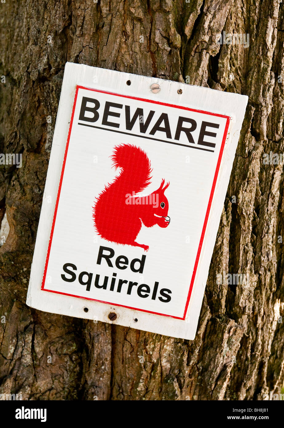 Squirrels in the uk hires stock photography and images Alamy