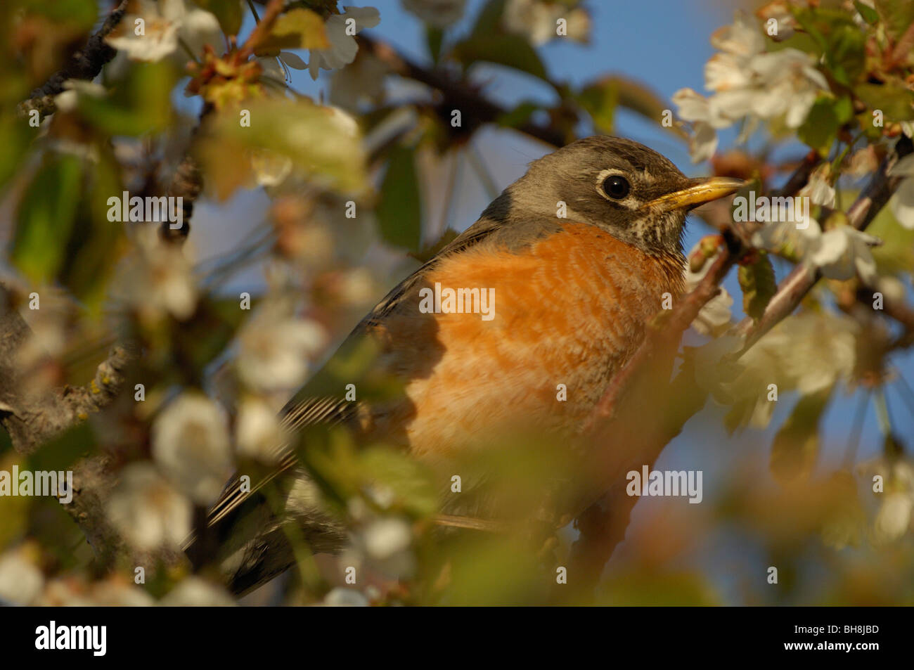 American robin (Turdus migratorius) Stock Photo