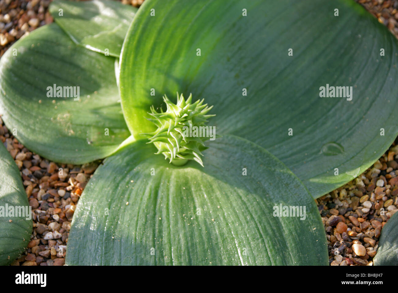 Massonia bifolia (syn. Whiteheadia bifolia),  Asparagaceae (Hyacinthaceae, Liliaceae), Namibia, South Africa Stock Photo