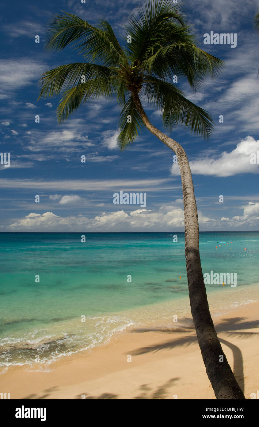 A palm tree and its shadow on a beach on the west coast of Barbados Stock Photo