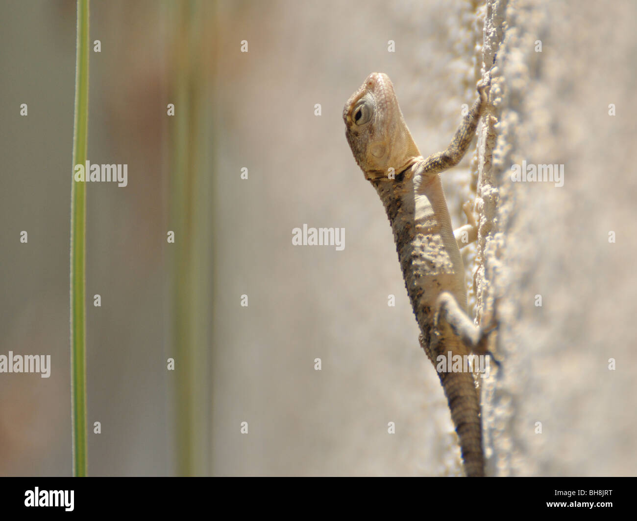 Lizard climbing a wall Stock Photo Alamy