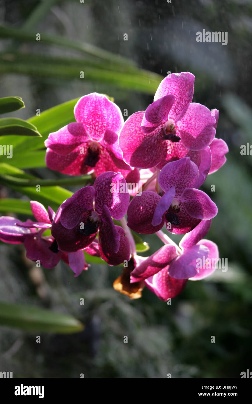 Moth Orchid, Phalaenopsis Hybrid Cultivar, Orchidaceae Stock Photo Alamy