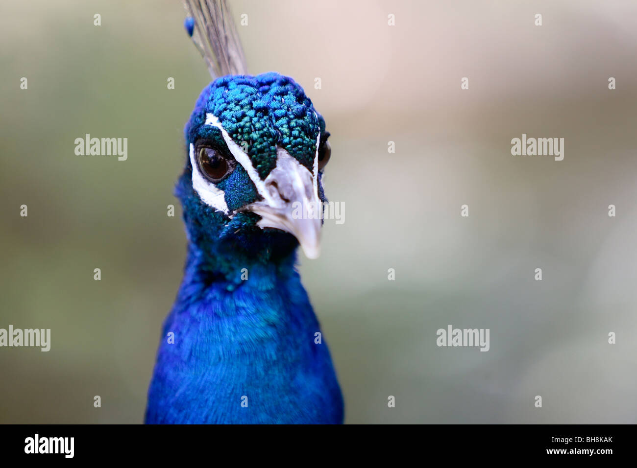 male Indian Peafowl (Pavo cristatus) Stock Photo