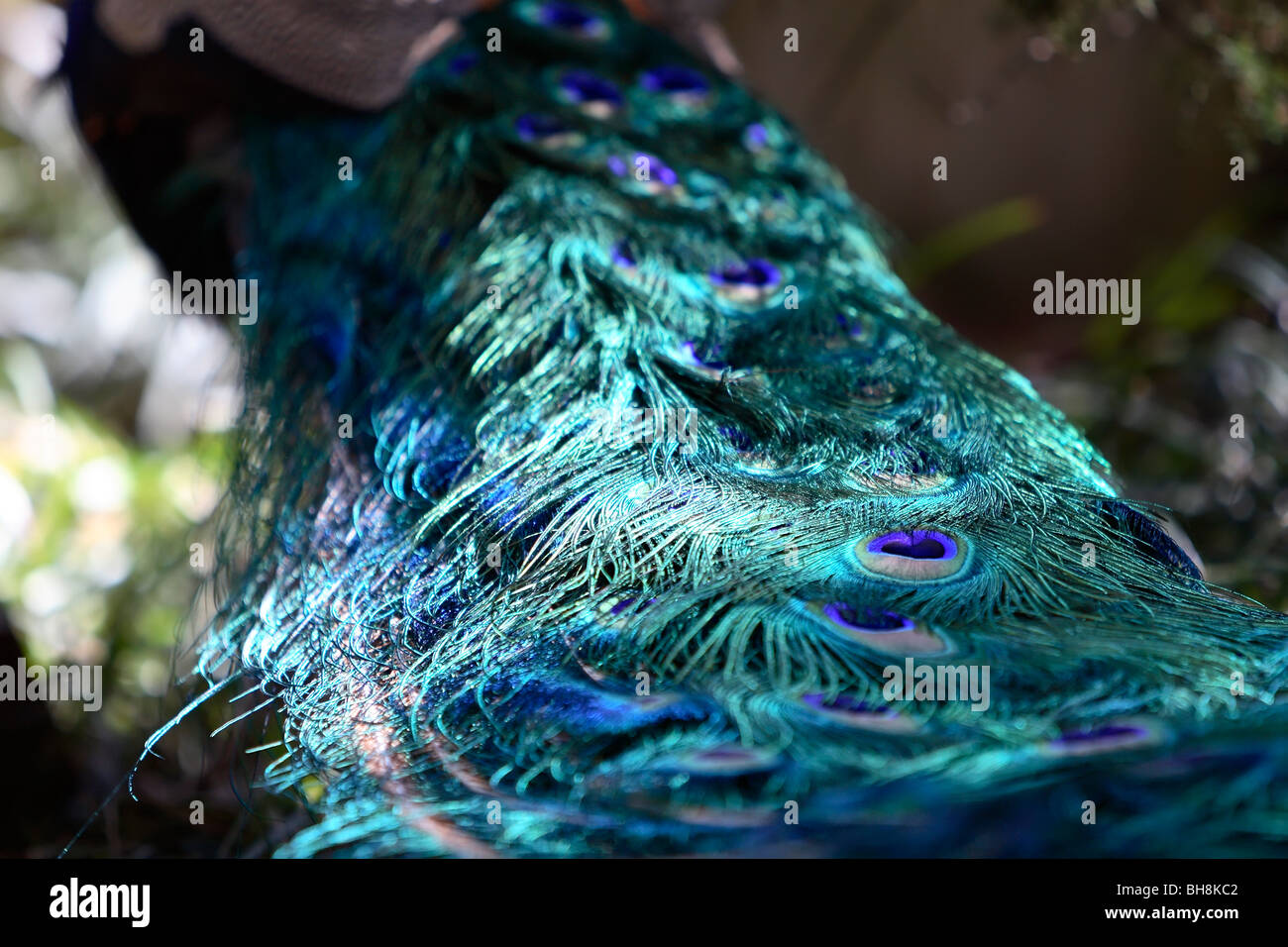 plumage of a male Indian Peafowl (Pavo cristatus) Stock Photo