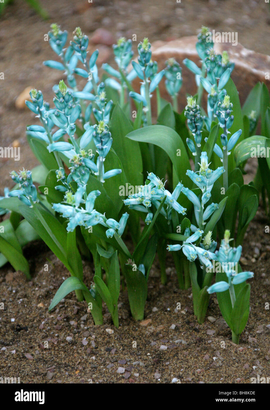 Green Cape Cowslip, Lachenalia viridiflora, Hyacinthaceae, Cape Province, South Africa. Stock Photo