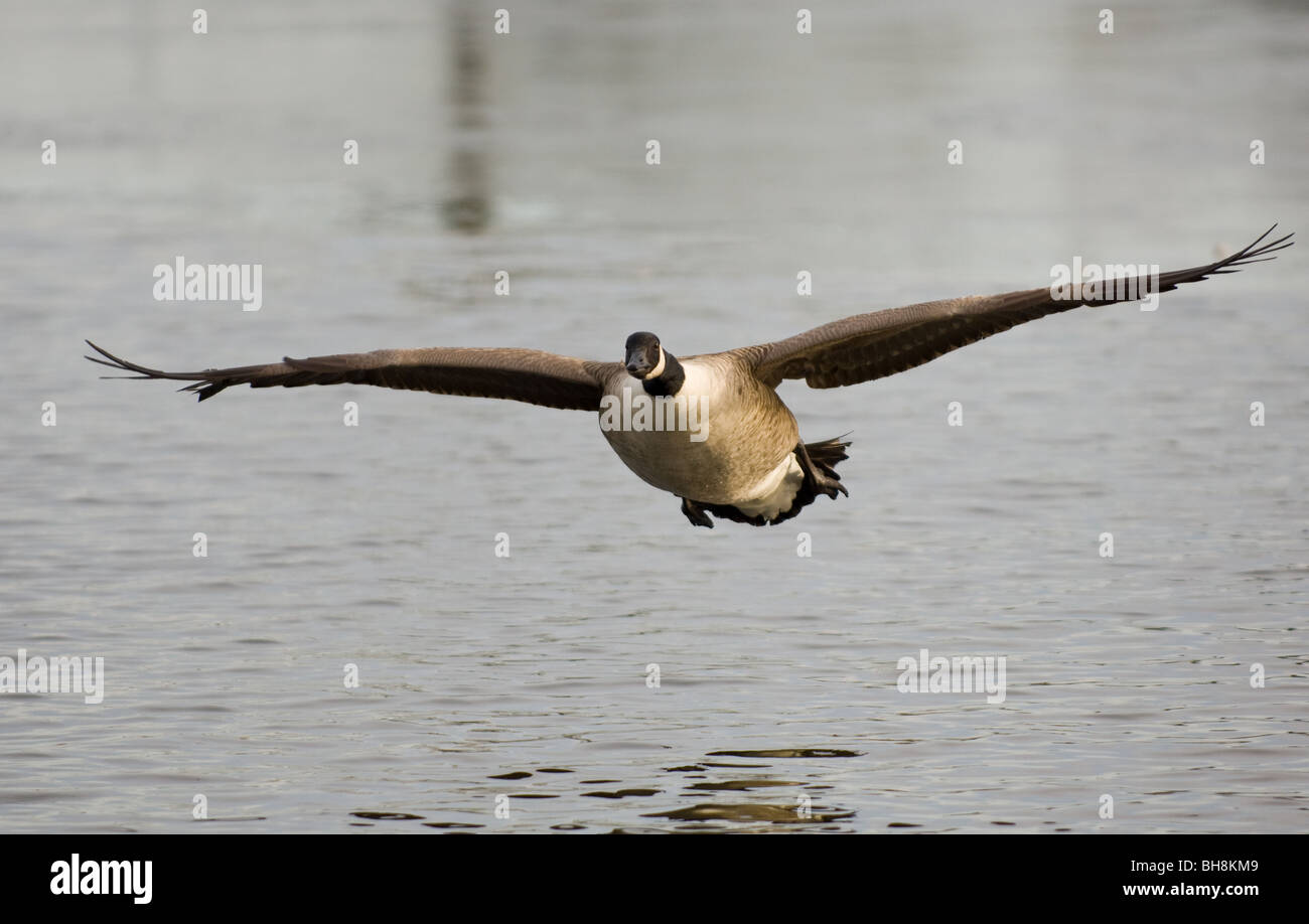 Adult Canada goose flying Stock Photo - Alamy