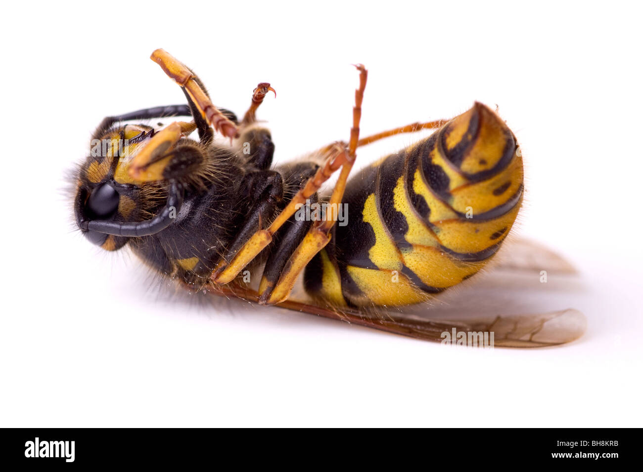 Dead Wasp on its back Stock Photo