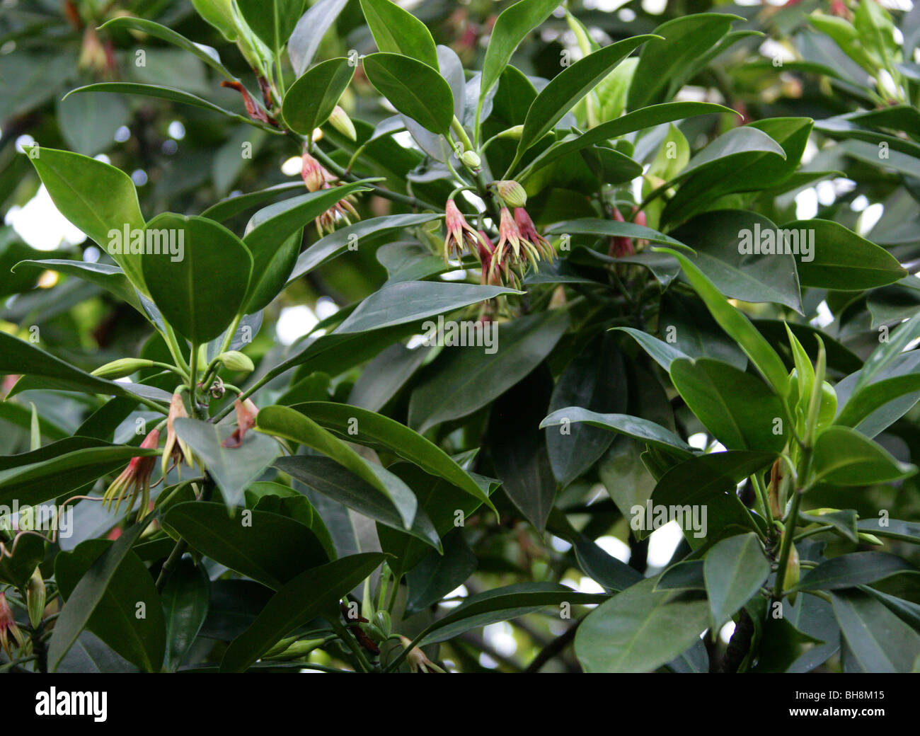 Burma Mangrove, Mangrove or Oriental Mangrove, Bruguiera gymnorrhiza, Rhizophoraceae, Tropical Asia and Pacific, Australasia. Stock Photo