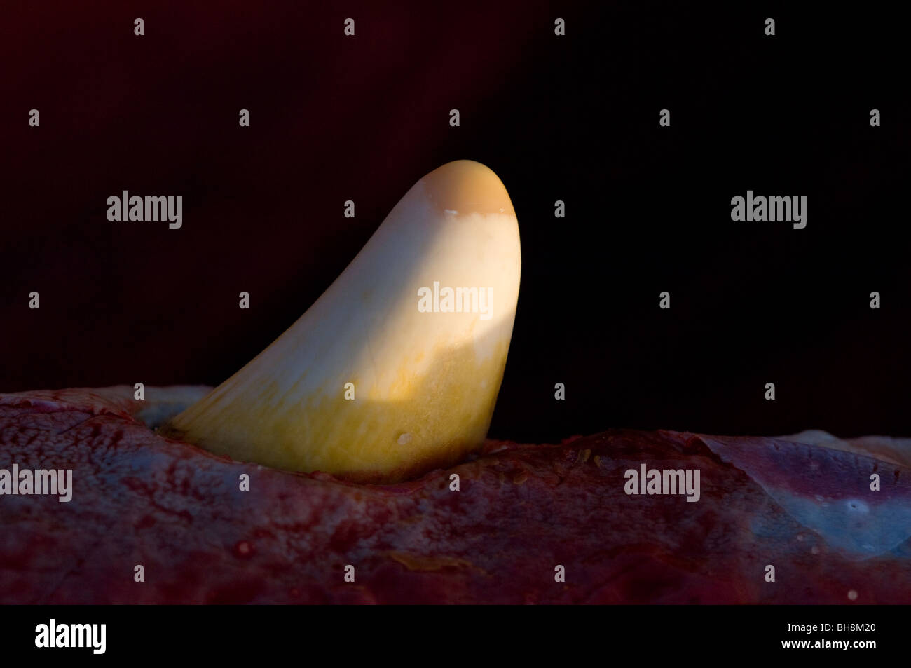 Tooth of a Sperm Whale. Stock Photo