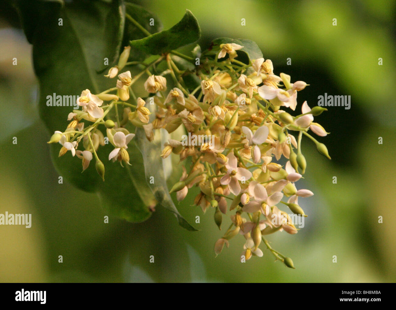 Zollernia splendens, Fabaceae, Brazil, South America Stock Photo