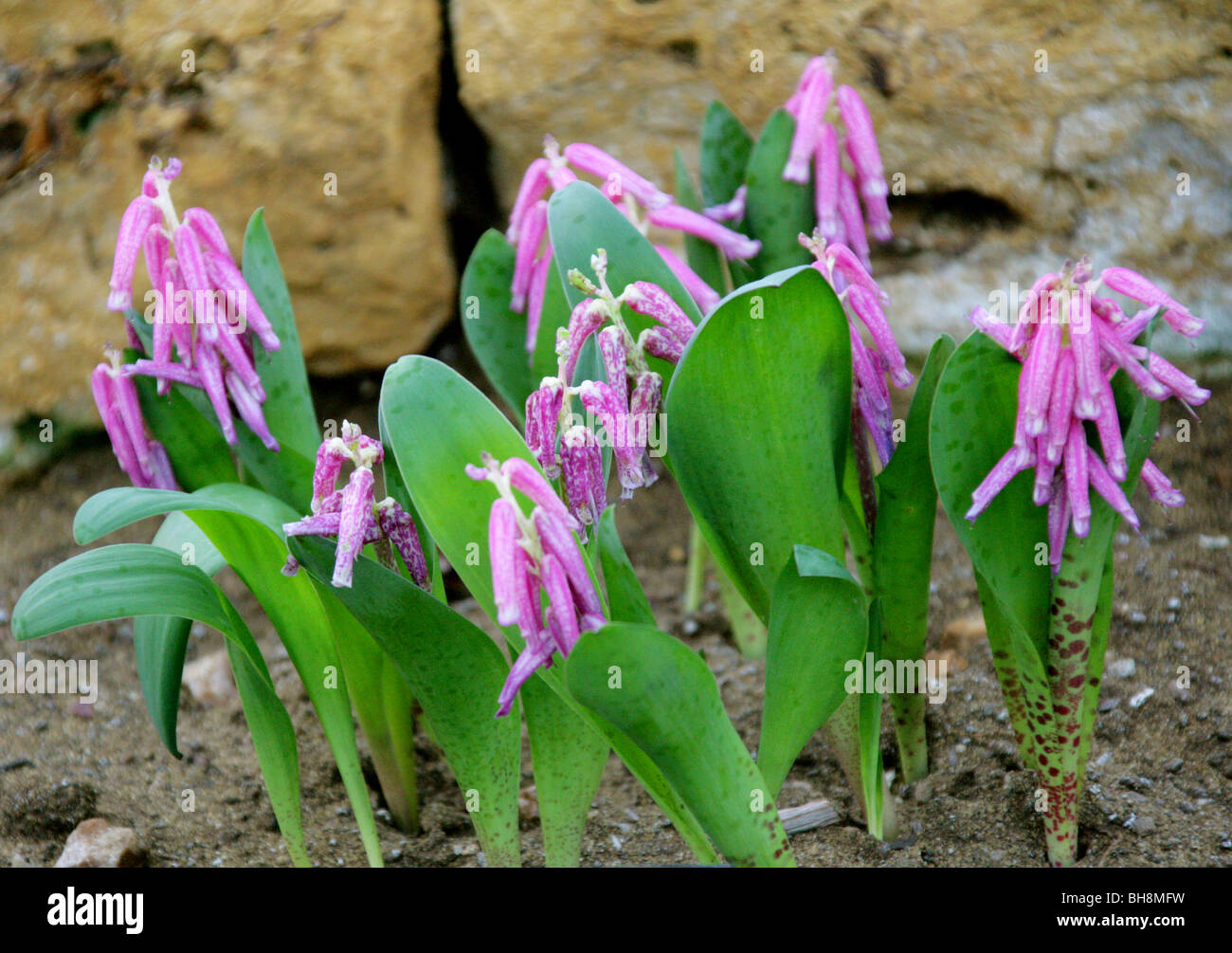 Rubida Rubida Cape Cowslip, Lachenalia rubida, Hyacinthaceae, South Africa ...