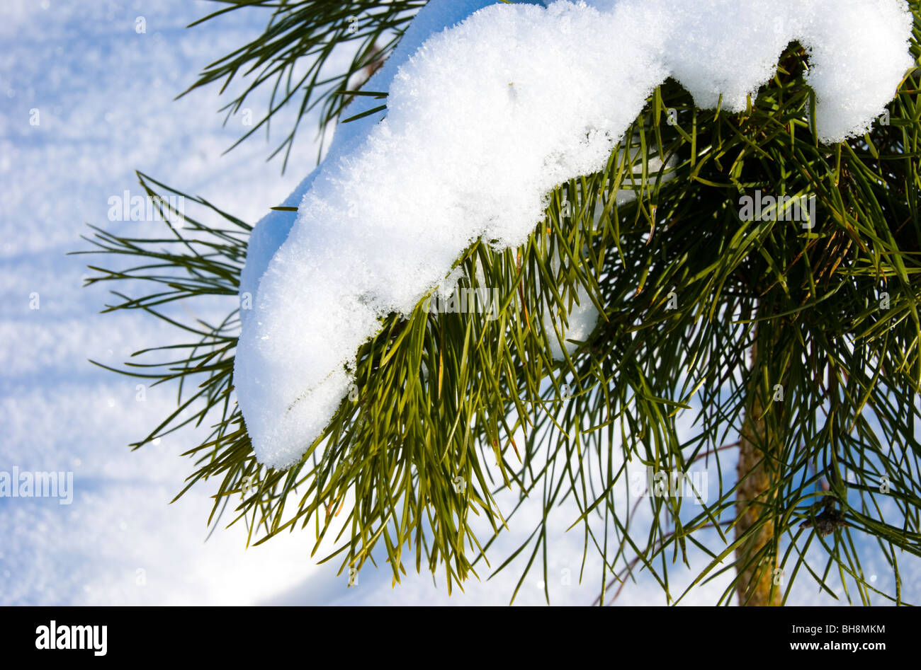 Close up branch snowy pine hi-res stock photography and images - Alamy