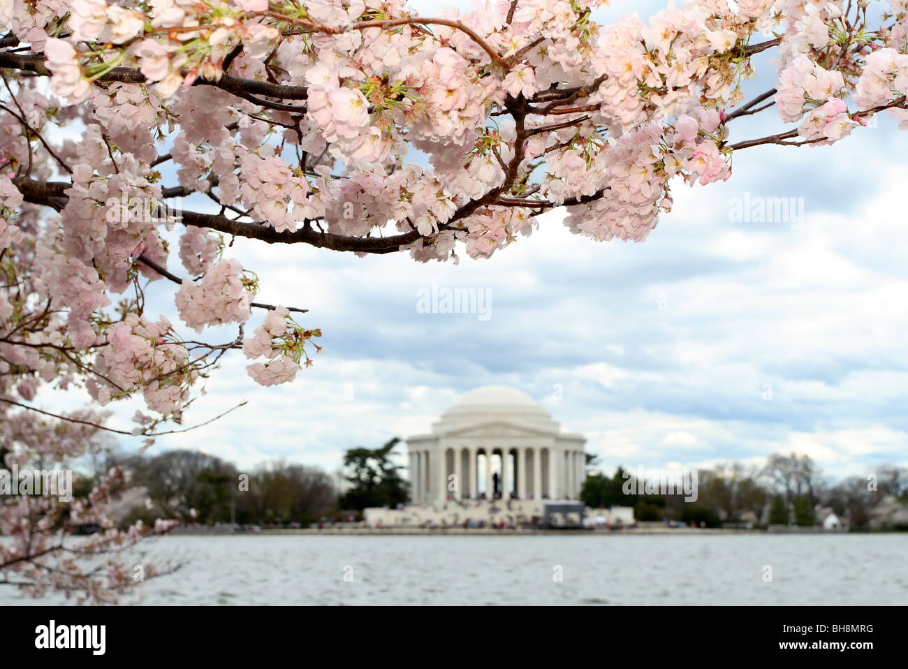 Jefferson Memorial And Cherry Blossoms In Washington Dc Stock Photo