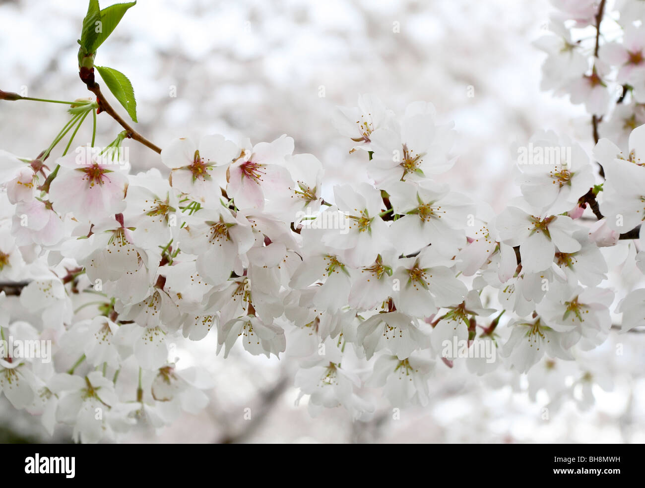 Yoshino Cherry blossoms (Prunus x yedoensis Stock Photo - Alamy