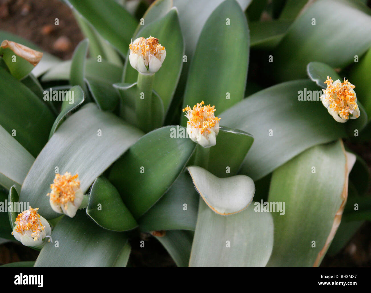 Powder Puff, Royal Paint Brush or White Blood Lily, Haemanthus albiflos, Amaryllidaceae, Cape Province, South Africa Stock Photo