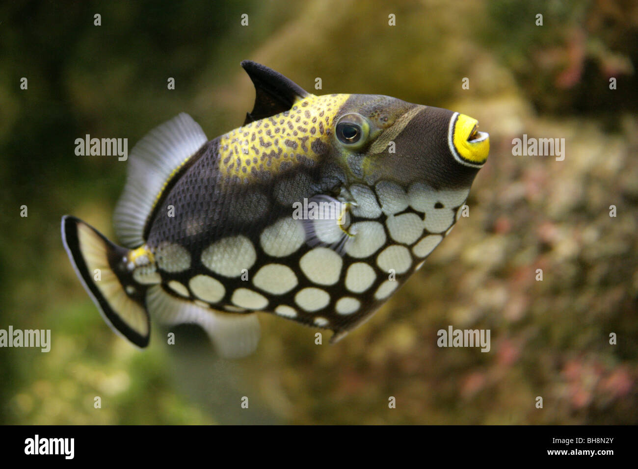 Clown Triggerfish or Leopard Fish, Balistoides conspicillum, Balistidae, Tetraodontiformes Stock Photo