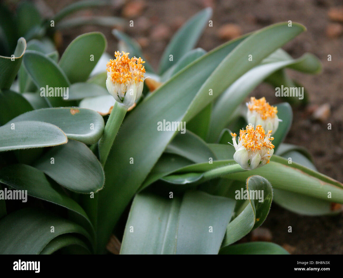 Powder Puff, Royal Paint Brush or White Blood Lily, Haemanthus albiflos