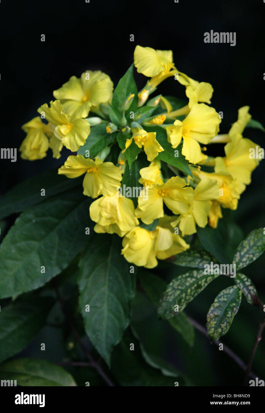 Yellow Himalayan Flax, Reinwardtia cicanoba, Linaceae, Eastern Himalayas, Asia. Stock Photo
