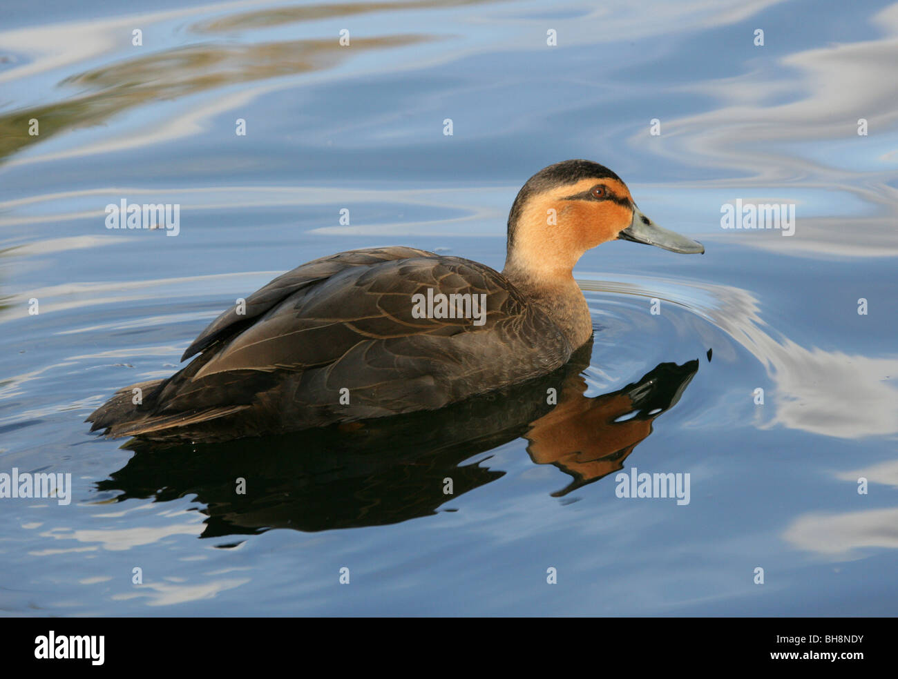 Philippine Duck, Anas luzonica, Anatidae. Rare Duck from the Philippines, Asia. On the IUCN Red List of Threatened Species 2006. Stock Photo