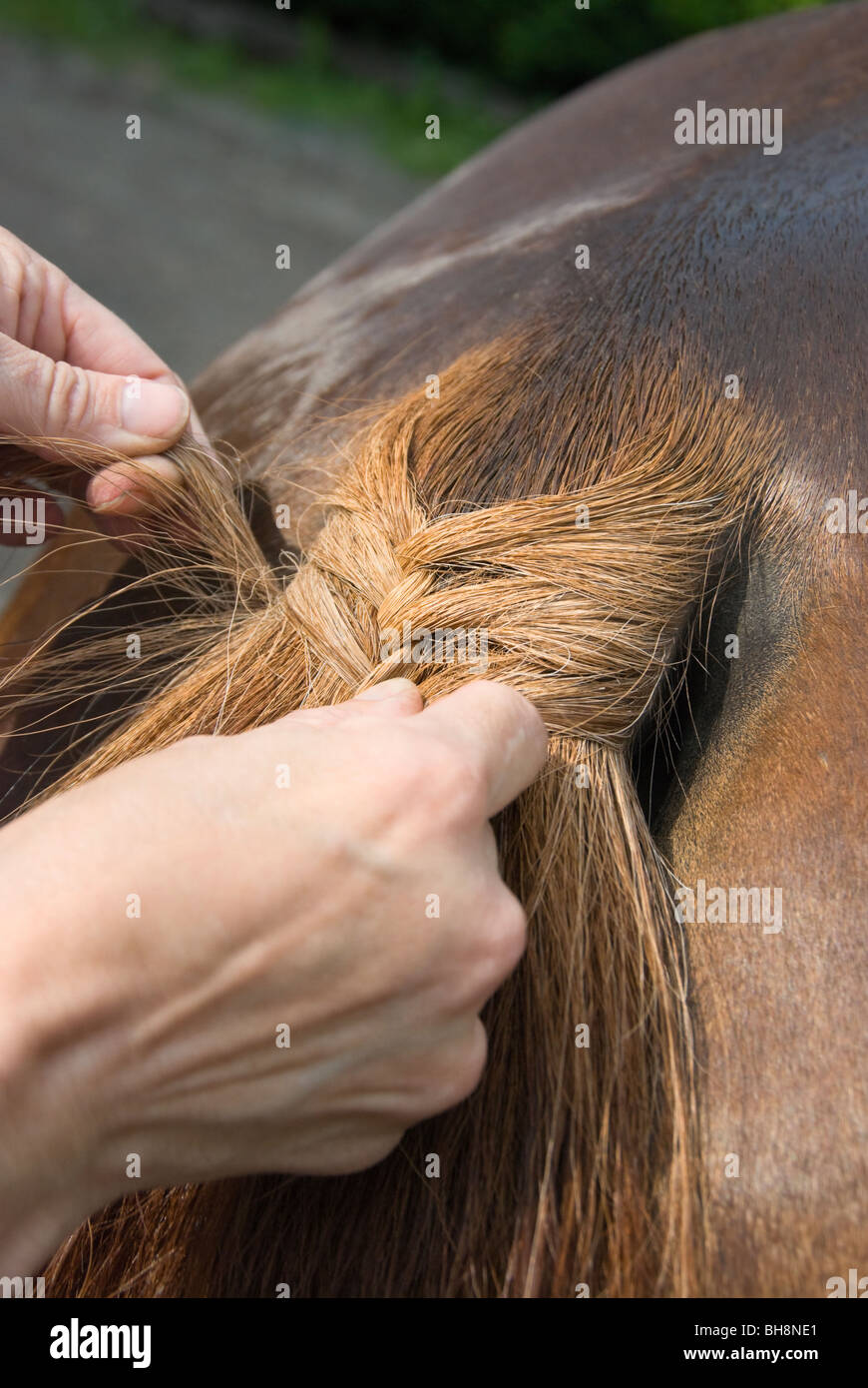 Picture of a horse tail being braided, focus on knot. Stock Photo