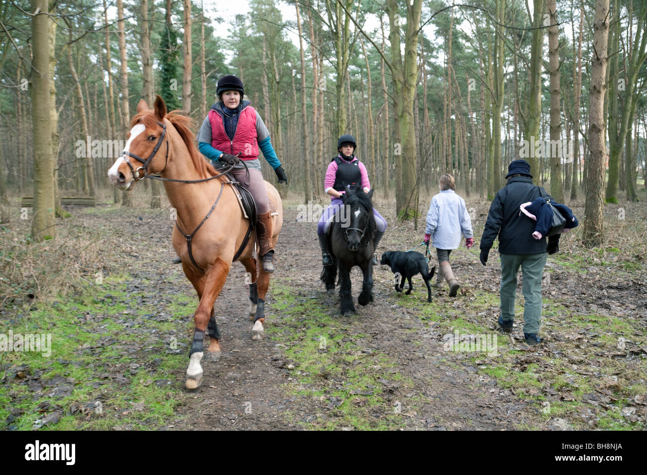 Horse riders and women walking the dog, rear view, Thetford Forest, Norfolk, UK Stock Photo