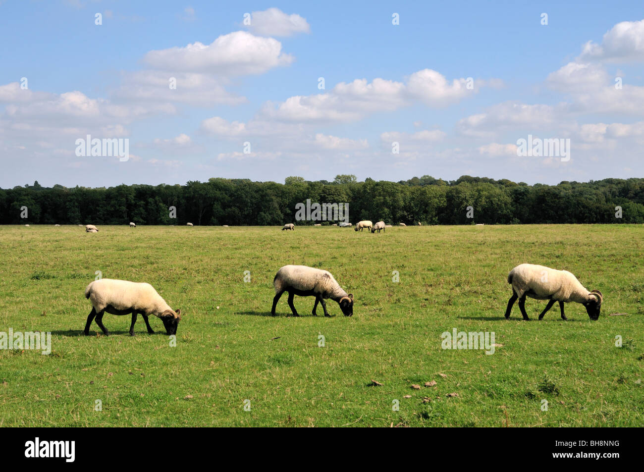 Blackface Norfolk horned sheep in the Hertforshire countryside, UK. Stock Photo