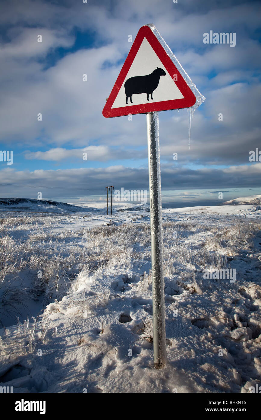 Warning sign sheep in road in winter moorland landscape Wales UK Stock Photo
