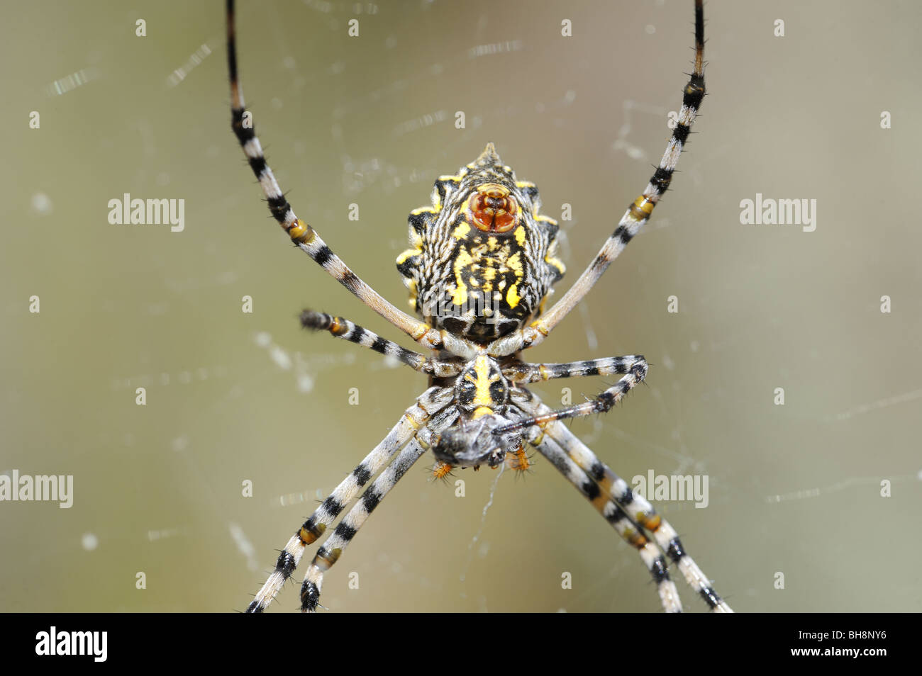Female Garden Orb-web spider finishing feeding on insect wrapped in ...
