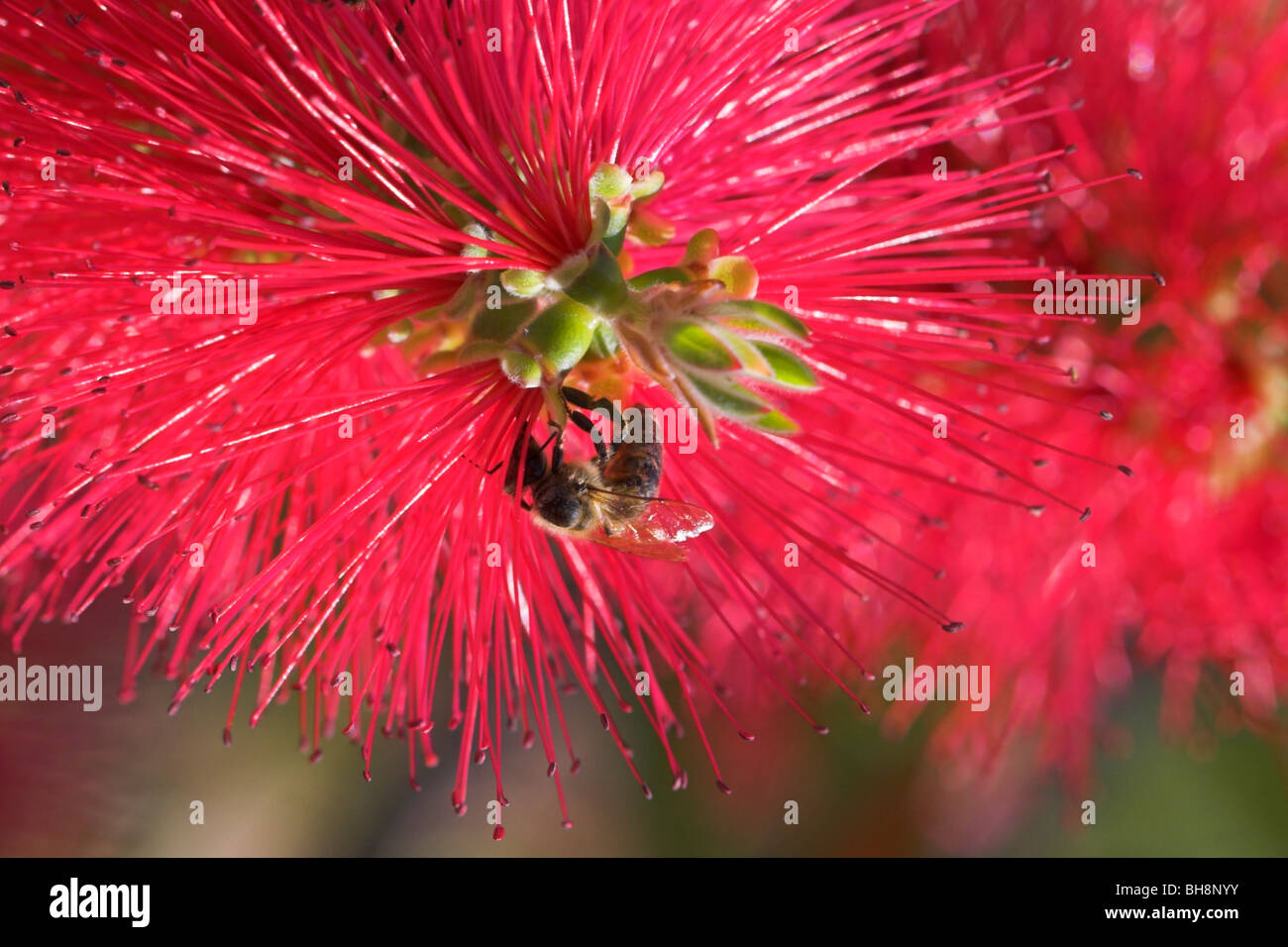 Bee on bottle brush plant Corfu Stock Photo Alamy