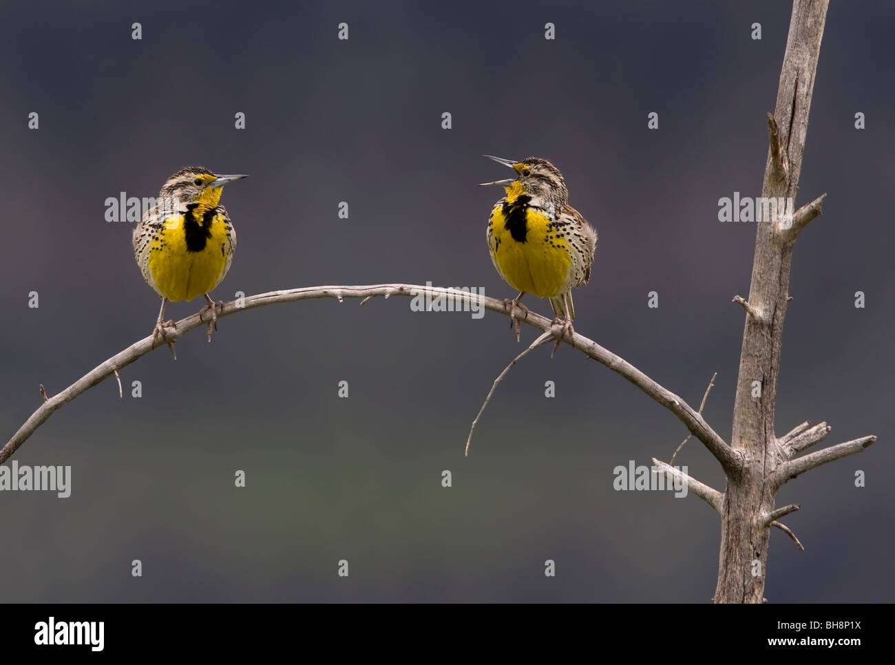 Western Meadowlark Sturnella neglecta, two perched on a dead tree branch one appearing to be talking to the other in Yellowstone Stock Photo