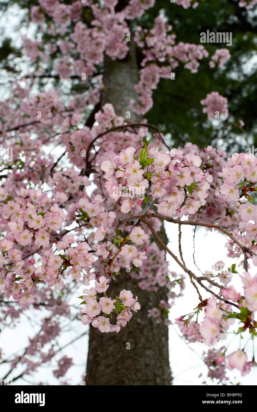 Yoshino Cherry blossoms (Prunus x yedoensis Stock Photo - Alamy