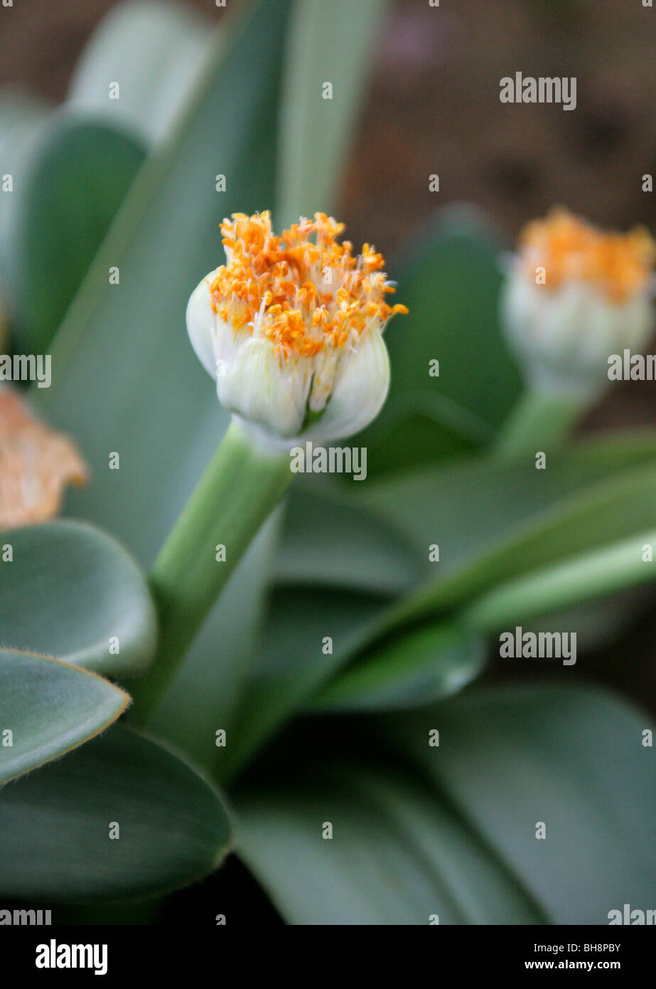 Powder Puff, Royal Paint Brush or White Blood Lily, Haemanthus albiflos, Amaryllidaceae, Cape Province, South Africa Stock Photo