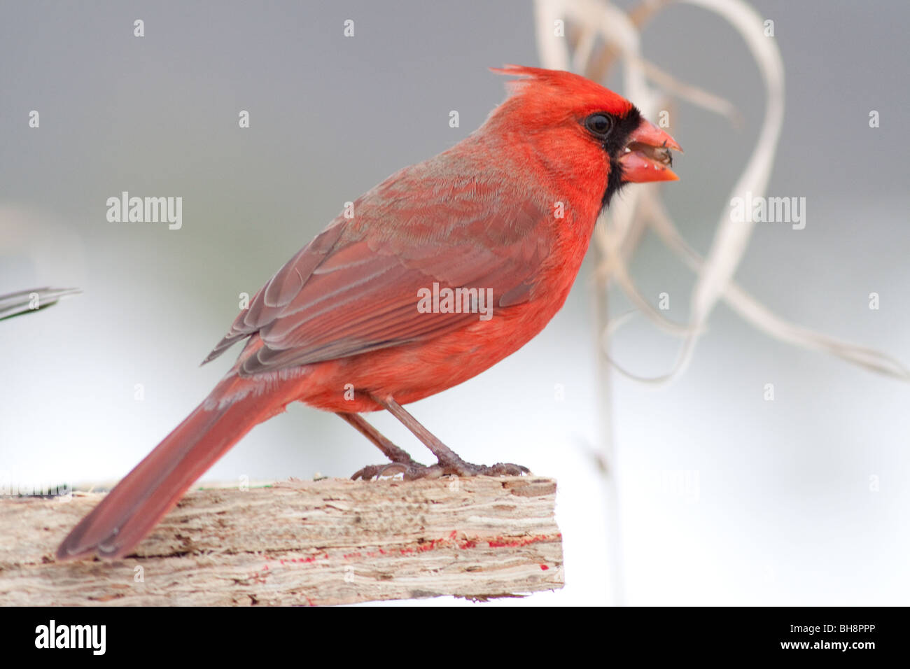 Male Cardinal eating sunflower seed Stock Photo Alamy