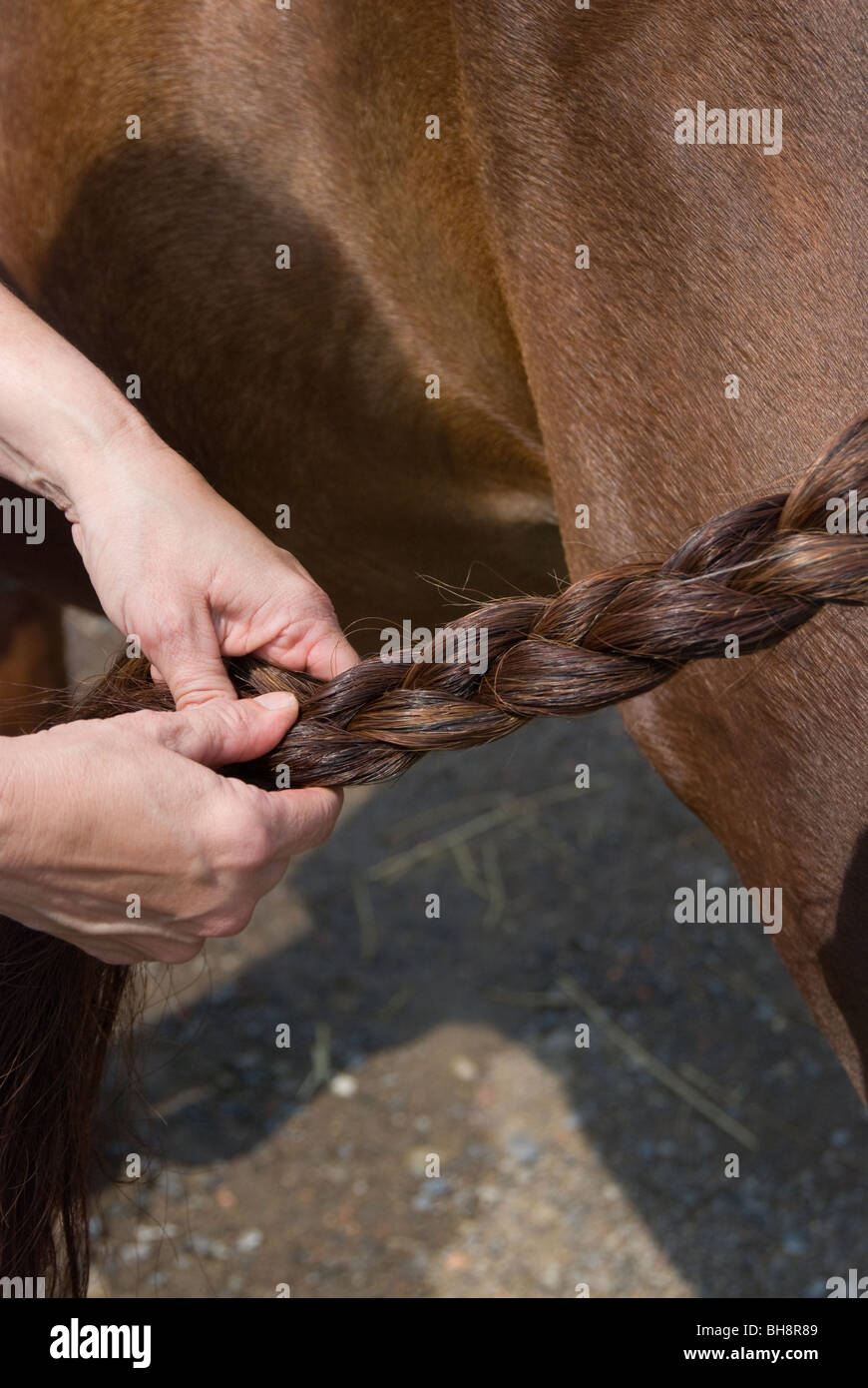 Picture of a horse tail being braided. Stock Photo